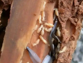 慈利白蚁防治公司分享破除白蚁防治四大常见误区，科学防虫不踩坑
